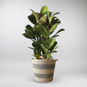 Plant  Basket  in woven - Enhance Greenery Display